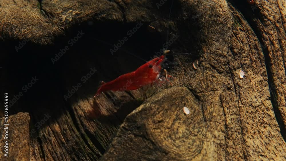 Poster shrimp in freshwater aquarium. neocaridina davidi or rili shrimp.