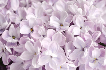 Purple lilac flowers close-up. Abstract background