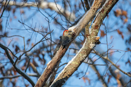 A red bellied woodpecker (Melanerpes Carolinus) perched on a tree branch in winter