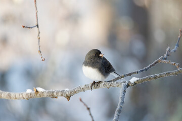 A dark eyed junco (Junco hyemalis) perched on a tree in winter