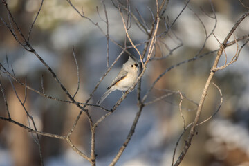 A tufted titmouse (Baeolophus bicolor) perched on a tree branch 