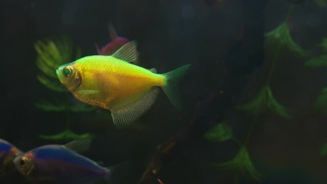 Aquarium with colored glofish. Gymnocorymbus ternetzi.