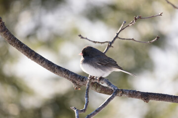 A dark eyed junco (Junco hyemalis) perched on a tree in winter