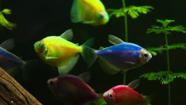 Aquarium with colored glofish. Gymnocorymbus ternetzi.
