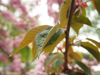 Sakura spring flowers