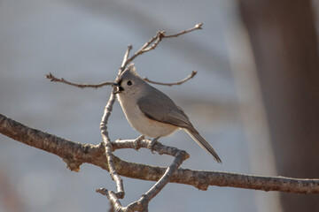 A tufted titmouse (Baeolophus bicolor) singing while perched on a branch
