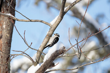 A downy woodpecker (Dryobates pubescens) on a snow covered tree branch