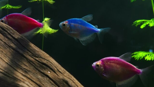 Aquarium with colored glofish. Gymnocorymbus ternetzi.