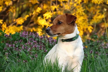 A Jack Russell Terrier dog sits in the lush grass. In the background, yellow flowers of forsythia...