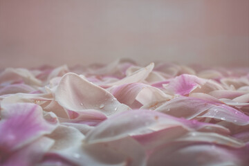 Tapis de pétale de magnolia sur fond rose 