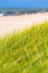 Summertime Natural Beach / Dune grass in wind at beach of Baltic Sea with blurred background (copy space) - 502658164