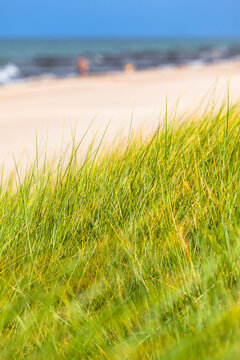 Summertime Natural Beach / Dune grass in wind at beach of Baltic Sea with blurred background (copy space)