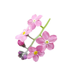 Fototapeta na wymiar Pink Forget-me-not flowers (Myosotis or Scorpion grass) on twig close-up isolated on white background. Floral design element. 