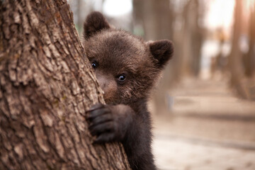 Portrait of a little bear cub climbing a tree. Wildlife protection concept.