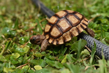 TORTUGA 