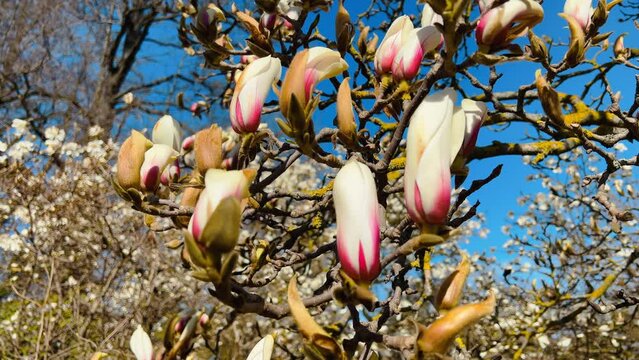 BEAUTIFUL white blossoming magnolia tree against blue sky