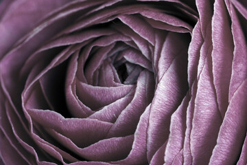 Nahaufnahme von den Blütenblättern einer Rose in dunkelrosa