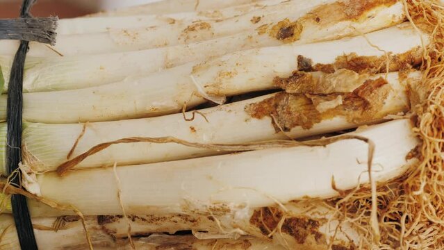 Traditional Spanish catalan onion calcots, spring green barbecue.