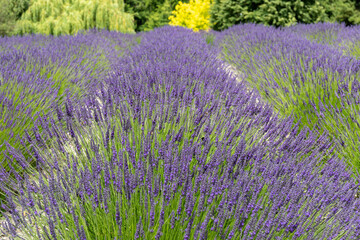 Purple Lavender Field with Bees in Sequim, WA
