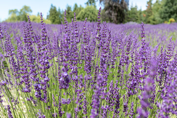 Close-up of Dark Purple Lavender Field in Sequim, WA