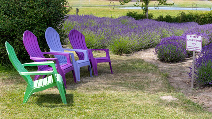 Colorful Purple and Green Adirondack Chairs at a U-Pick Lavender Farm in Sequim, WA