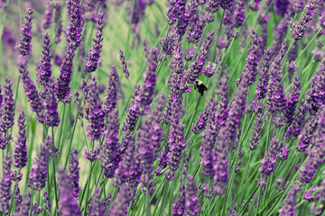 Close-up of Dark Purple Lavender with Bee in Sequim, WA