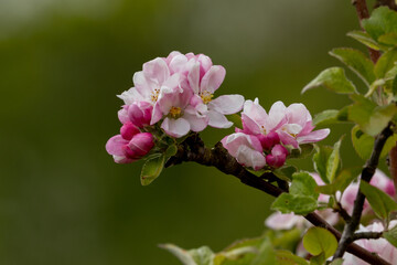Obraz premium pink and white flowers