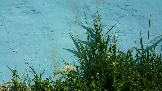 Green plants grow along a blue wall, creating a calm and minimal background that highlights color contrast, natural textures, and a peaceful outdoor atmosphere.