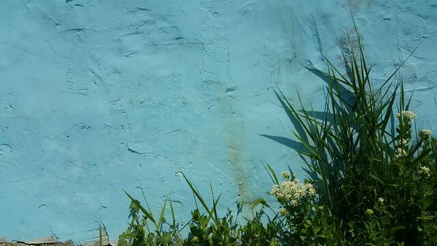 Green plants grow along a blue wall, creating a calm and minimal background that highlights color contrast, natural textures, and a peaceful outdoor atmosphere.