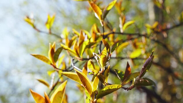 Branches with yellow flowers and leaves swaying in the wind in sunny weather, the first days of spring