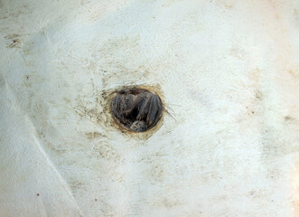 hole in back side of tanned deer hide