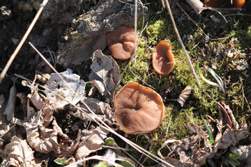 Pig's ears mushroom (Discina perlata) in forest