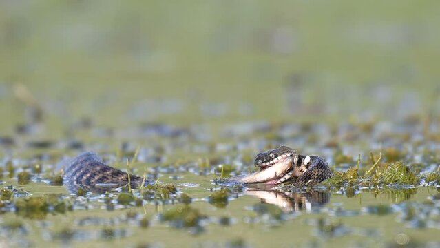 Grass snake eats swallows fish. Natrix natrix.