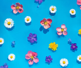 Colorful flowers on water blue background. Creative nature concept. Minimalistic blossom composition.