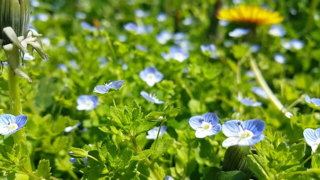 Flowers blooming in spring video image