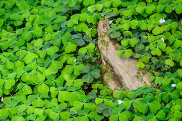 Happy St. Patrick’s Day, field of shamrocks growing in a woodland garden, as a holiday nature background
