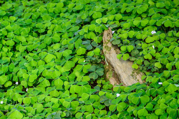 Happy St. Patrick’s Day, field of shamrocks growing in a woodland garden, as a holiday nature background
