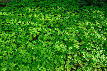 Fototapeta na wymiar Happy St. Patrick’s Day, field of shamrocks growing in a woodland garden, as a holiday nature background 