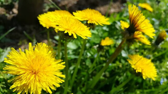 prairie plant yellow dandelion with flowers video image