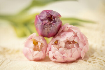 Three double tulips, two pink, one purple with an old romantic lace.