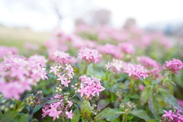 ピンクの花