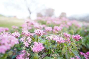 ピンクの花