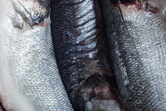 Extreme Close Up of a squama texture of several raw whole hakes as a background. Market food and fish.