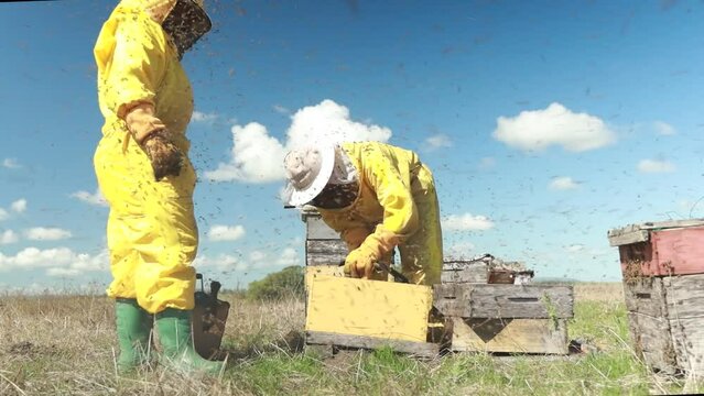 Apicultores abriendo colmena 