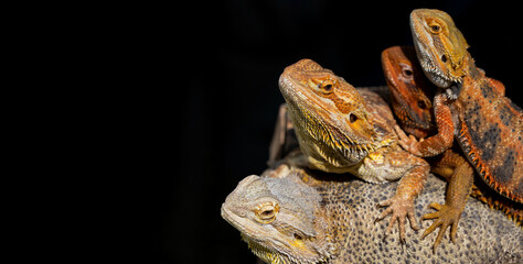 bearded dragon on ground with blur background