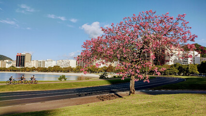 cherry blossom trees