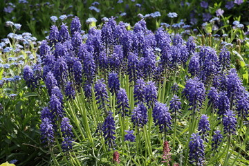 Muscari armeniacum - grape hyacinth, sapphire flowers in the garden