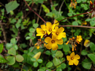 yellow flower in the garden
