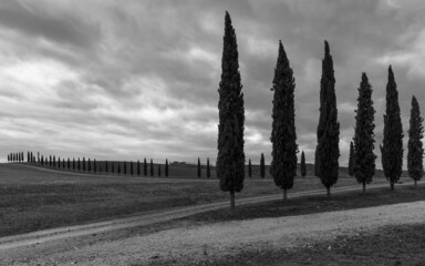 cypress in the field, Toskana
