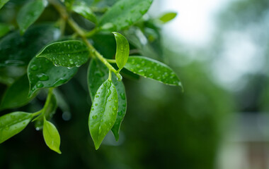 Fototapeta na wymiar Water on leave background, Green leaf nature , droplet, rainning